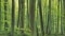 Kuva metsästä 